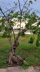 Mimosa caesalpiniifolia