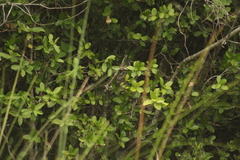 Picumnus nebulosus