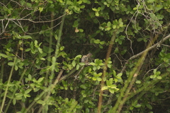 Picumnus nebulosus