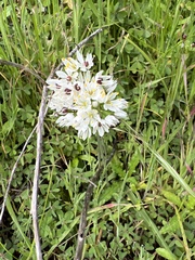 Allium canariense