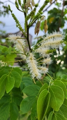 Mimosa caesalpiniifolia