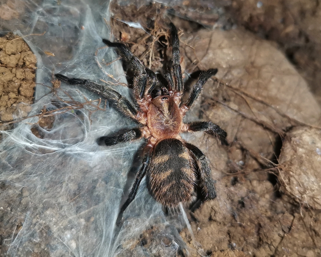 Acanthogonatus