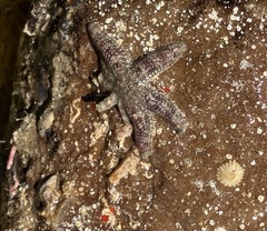 Allostichaster polyplax