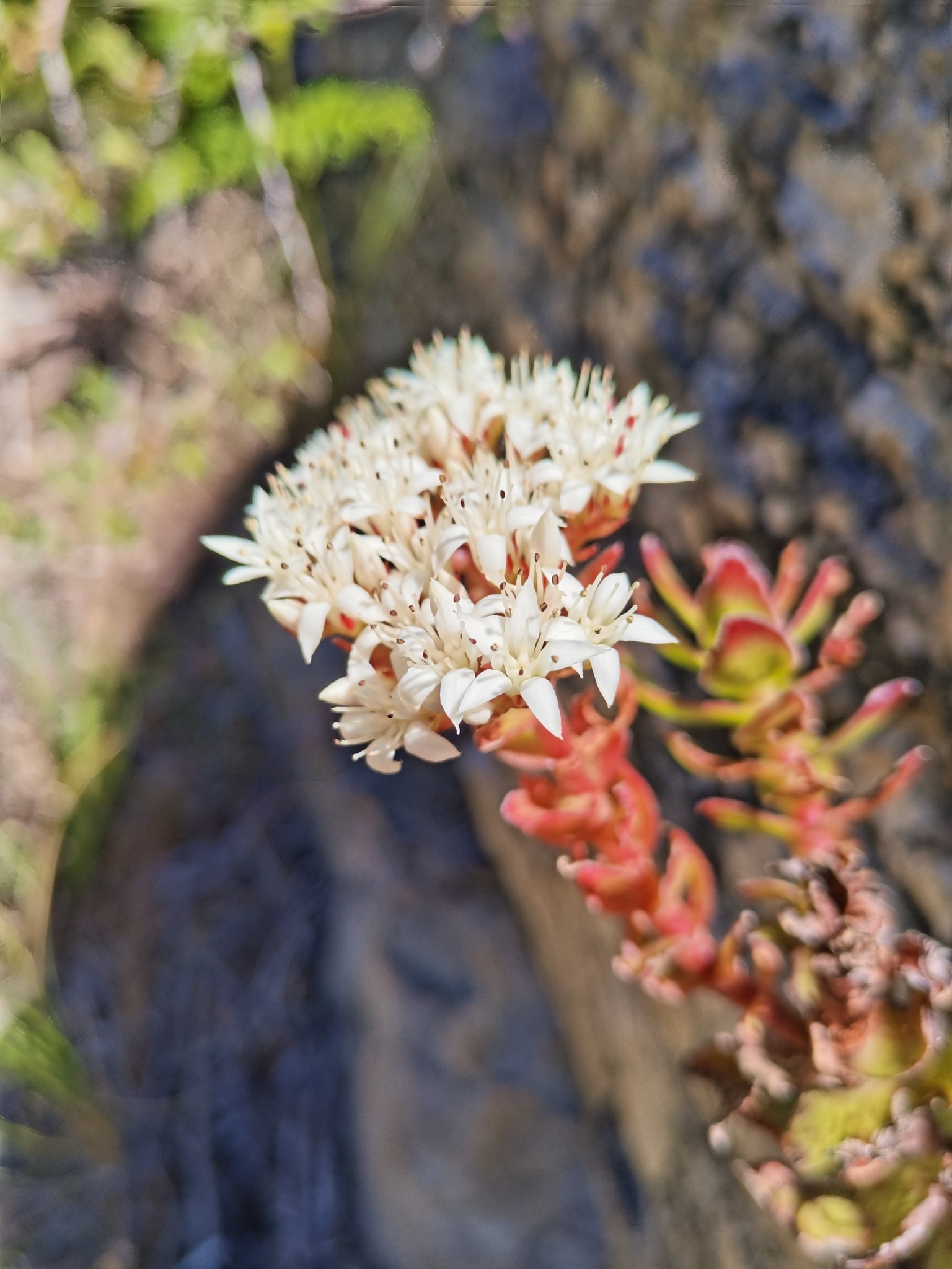 Crassula undulata Haw.