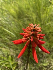 Erythrina humeana