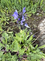 Salvia verbenaca
