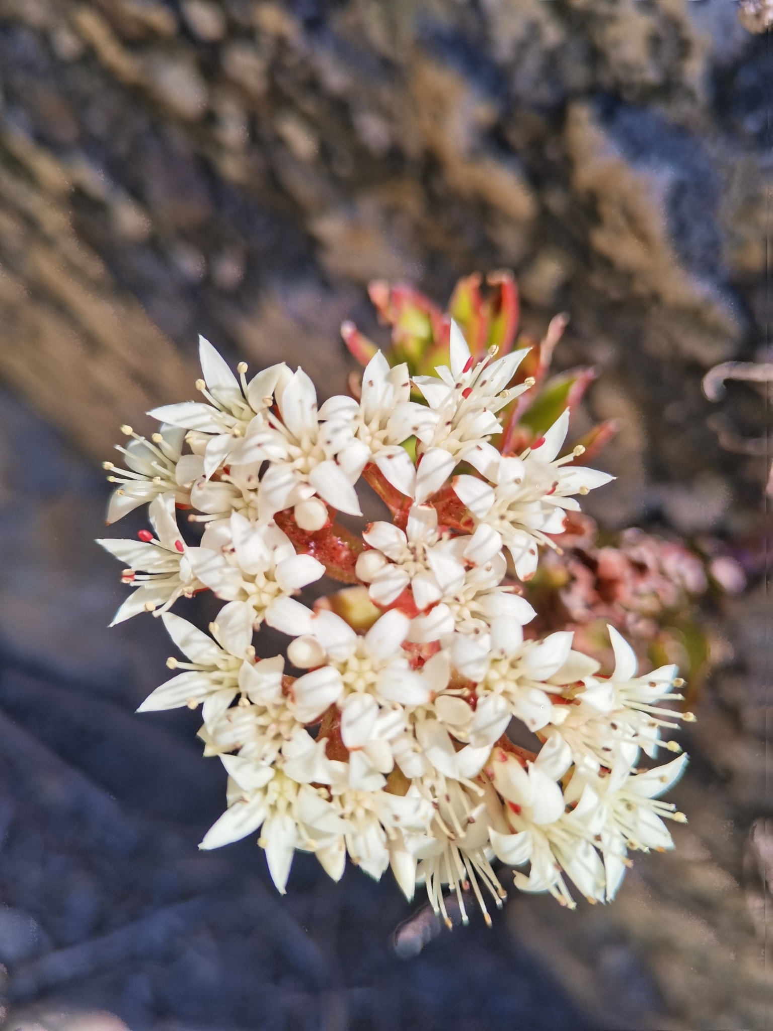 Crassula undulata Haw.