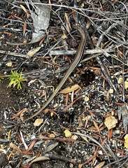 Ctenotus labillardieri