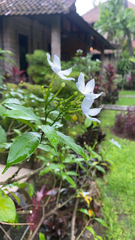 Tabernaemontana divaricata