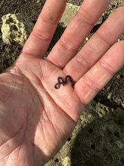 Typhlopidae