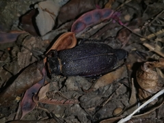 Acanthinodera cumingii