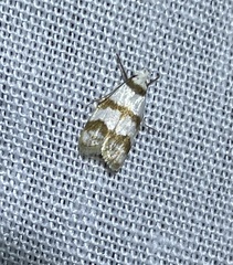 Chezala brachypepla
