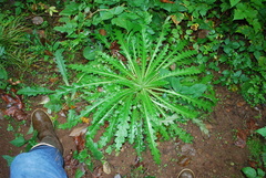 Cirsium edule