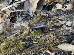 Desmognathus ocoee