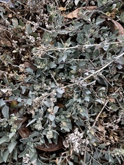 Atriplex maximowicziana