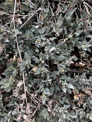 Atriplex maximowicziana