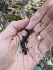 Desmognathus ocoee