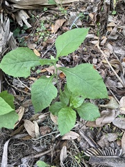 Verbesina virginica