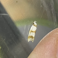 Chezala brachypepla