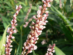 Persicaria glabra