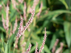 Persicaria glabra