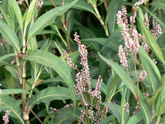 Persicaria glabra