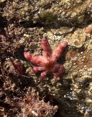 Allostichaster polyplax