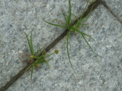 Cyperus microiria