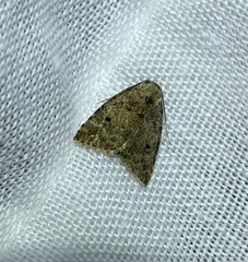 Tolpia conscitulana