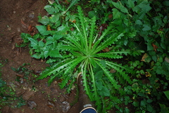 Cirsium edule