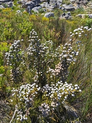 Brunia noduliflora