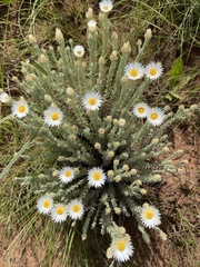 Helichrysum herbaceum