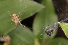 Heliophanus transvaalicus