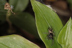 Heliophanus transvaalicus
