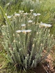Helichrysum herbaceum