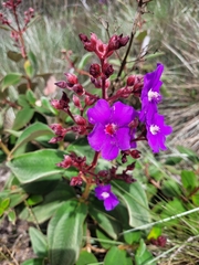 Pleroma heteromallum