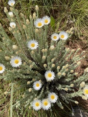 Helichrysum herbaceum