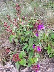 Pleroma heteromallum