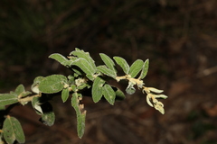 Sida hackettiana
