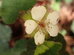 Rubus pectinellus