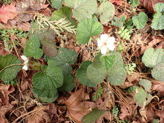 Rubus pectinellus
