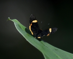 Riodina lycisca