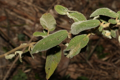 Sida hackettiana