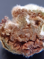 Phytoptus avellanae