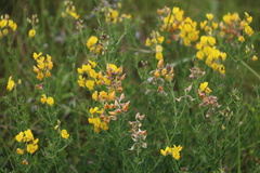 Crotalaria globifera