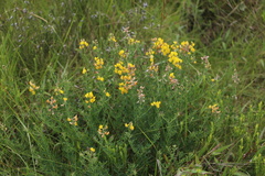 Crotalaria globifera