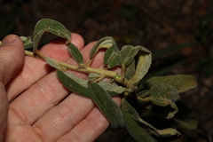 Sida hackettiana