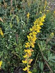 Crotalaria trichotoma