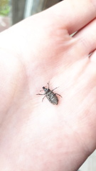 Entiminae
