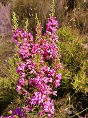 Erica daphniflora